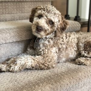 Meet your Posher, Cara